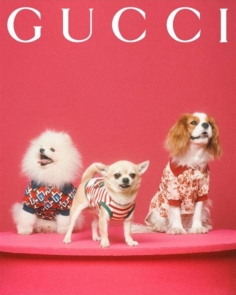 gucci pet 2023|gucci pet collection dogs.